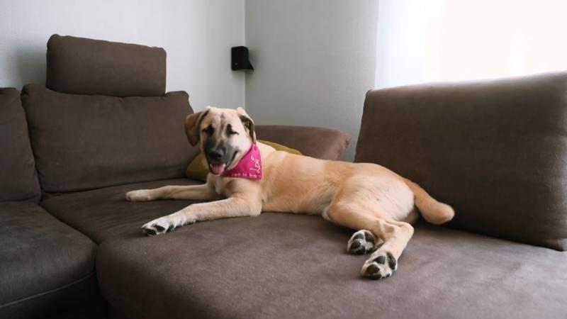 Familie Wilhelmi braucht Hilfe mit Straßenhündin Leni