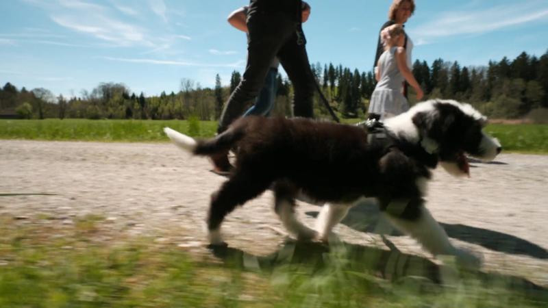 Bobtail-Welpe Balou darf Abenteuer erleben