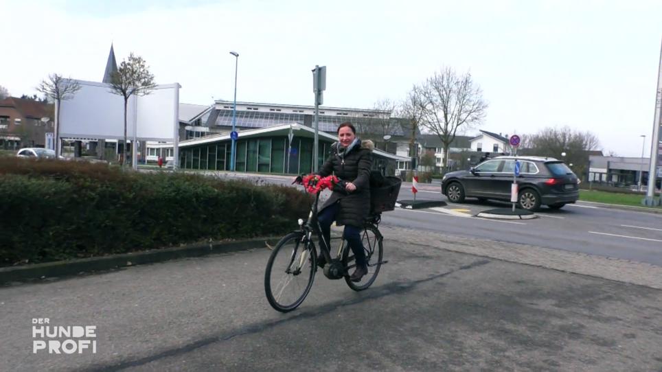 Hund Cosmo kann Fahrradfahren nicht leiden Hund Cosmo kann Fahrradfahren nicht leiden