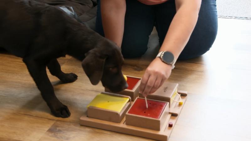 Ist Barny noch zu jung für Hundespiele?