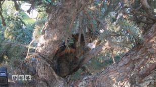Jetzt oder nie, die Katze muss vom Baum Jetzt oder nie, die Katze muss vom Baum