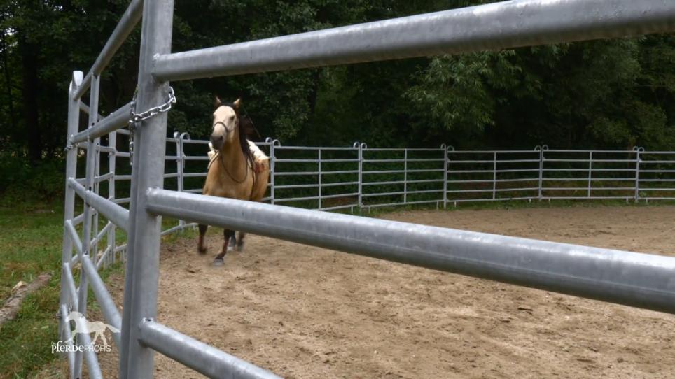Buck soll erstmal Energie loswerden Buck soll erstmal Energie loswerden