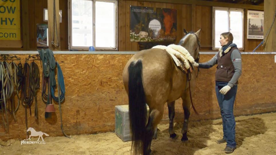 Buck bewegt sich freier Buck bewegt sich freier