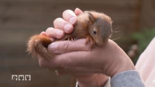 Eine Notstelle für Eichhörnchen Eine Notstelle für Eichhörnchen