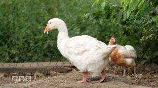 Gans denkt sie ist ein Huhn Gans denkt sie ist ein Huhn
