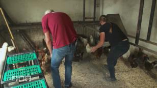 Die Hühner und Piepsi ziehen um Die Hühner und Piepsi ziehen um