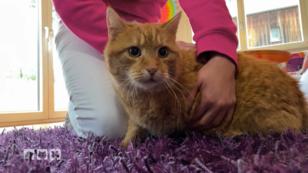 Woher kommt die Verletzung von Kater Findus? Woher kommt die Verletzung von Kater Findus?
