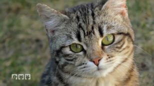 Neues Zuhause für streunende Katzen Neues Zuhause für streunende Katzen