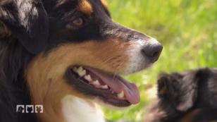 So erzieht man Australian Shepherds richtig So erzieht man Australian Shepherds richtig