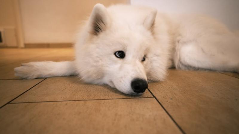 Das ganze Leben für die Hunde umgekrempelt