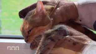 Kranke Katze wehrt sich mit allen Mitteln Kranke Katze wehrt sich mit allen Mitteln