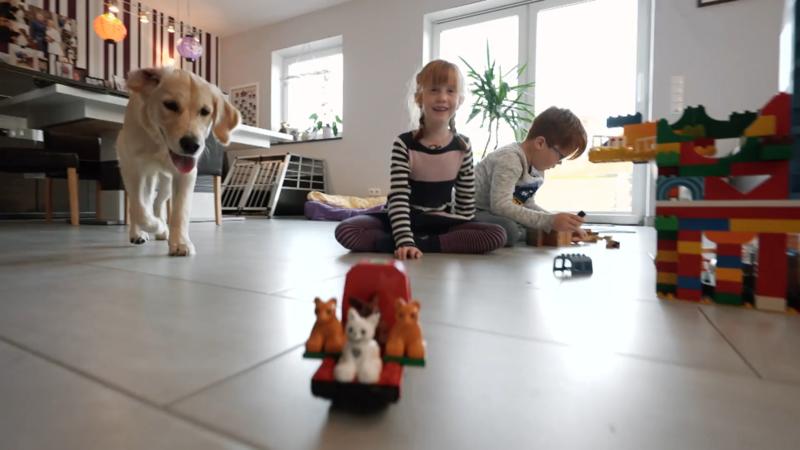 Golden Retriever Aileen ist super aktiv