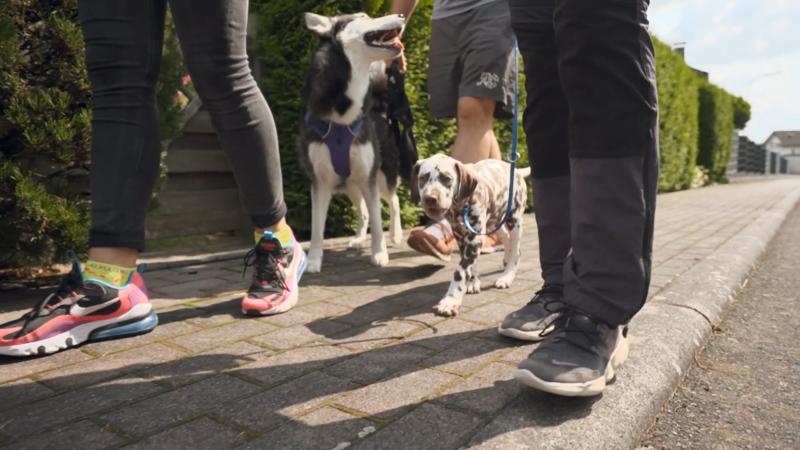 Der erste gemeinsame Spaziergang mit den Hündinnen