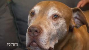 Der schlechte Ruf der Listenhunde Der schlechte Ruf der Listenhunde
