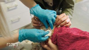 Die Tierklinik ist verständigt Die Tierklinik ist verständigt