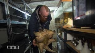 Schnappschildkröten haben besondere Beißkraft Schnappschildkröten haben besondere Beißkraft