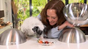 Der Hund - Fleischfresser oder Allesfresser? Der Hund - Fleischfresser oder Allesfresser?