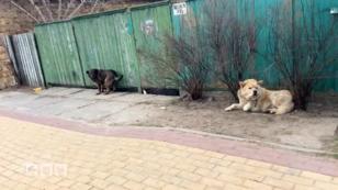 Hilfe für traumatisierte und verletzte Tiere in der Ukraine Hilfe für traumatisierte und verletzte Tiere in der Ukraine