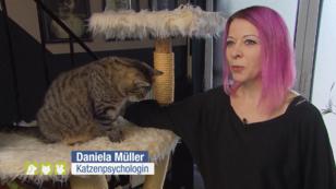 Die meisten Katzen sind reviertreu Die meisten Katzen sind reviertreu