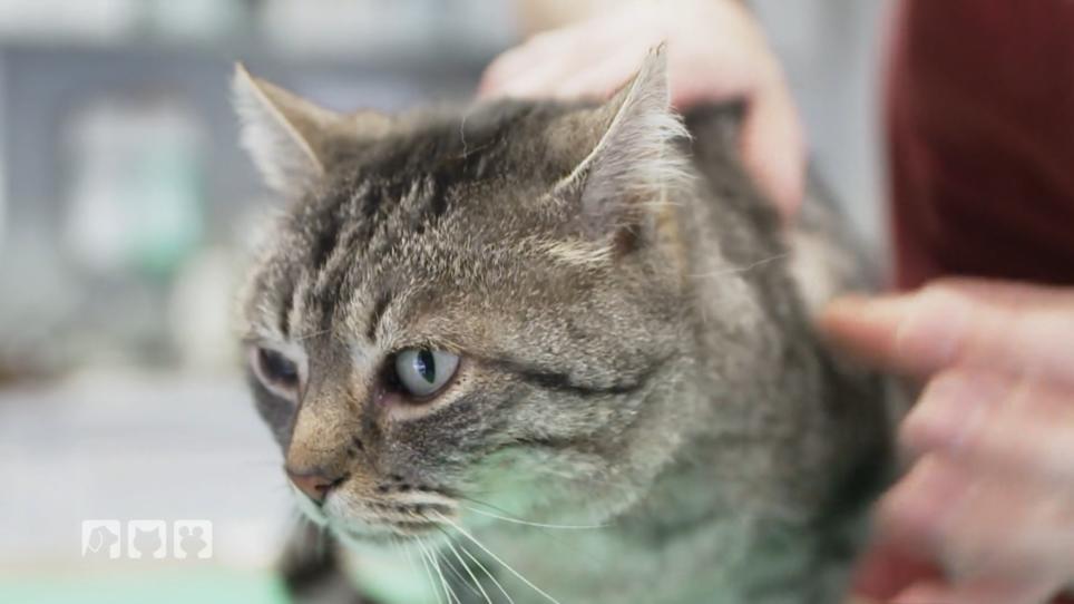 Kater Leo geht es nicht gut Kater Leo geht es nicht gut