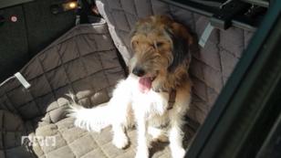 So sehr leiden Hunde bei Hitze im Auto So sehr leiden Hunde bei Hitze im Auto