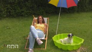 Wie reagieren Hunde auf Hitze? Wie reagieren Hunde auf Hitze?