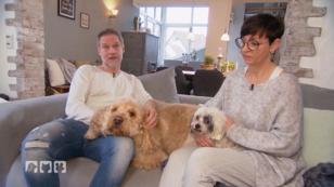 Beide Hunde brauchen einen Haarschnitt Beide Hunde brauchen einen Haarschnitt