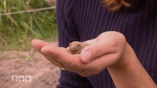 Kate entdeckt eine Knoblauchkröte Kate entdeckt eine Knoblauchkröte