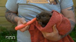 Neuer Gast im Wildtierheim Neuer Gast im Wildtierheim