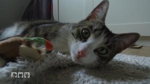 Zwei Kater zerstören die Wohnung Zwei Kater zerstören die Wohnung