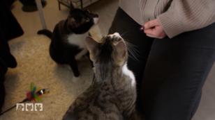 Die Katzen brauchen Beschäftigung Die Katzen brauchen Beschäftigung