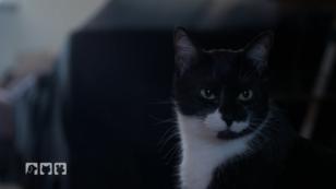 Die Katzen bekommen neue Spielmöglichkeiten Die Katzen bekommen neue Spielmöglichkeiten