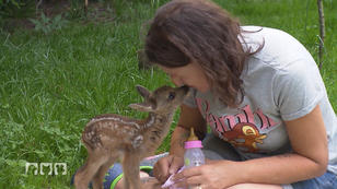 Tiere in Not Tiere in Not