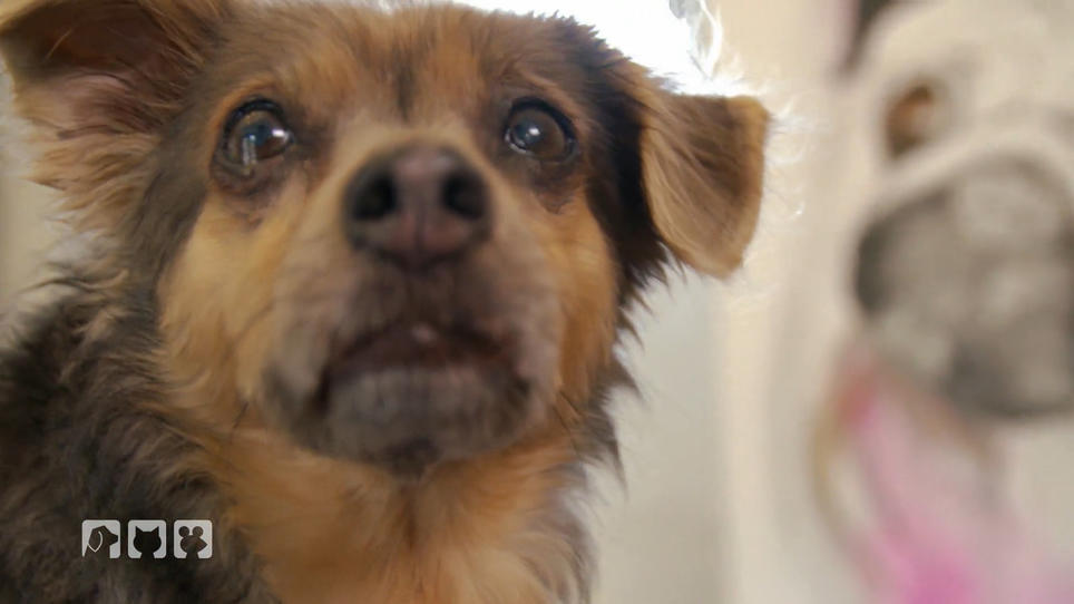 Wie pflegt man Hunde? Wie pflegt man Hunde?