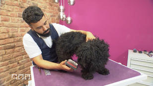 Das erste Mal beim Hunde Friseur Das erste Mal beim Hunde Friseur