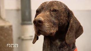 Die richtige Pflege für dreckige Hunde Die richtige Pflege für dreckige Hunde