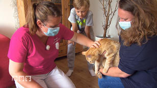 Kater Aari sträubt sich vor der Untersuchung Kater Aari sträubt sich vor der Untersuchung