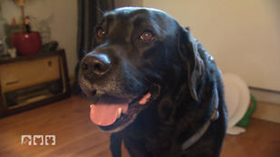 Labrador Bruno hat Ohrenschmerzen Labrador Bruno hat Ohrenschmerzen