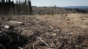 Wenn der Wald sprechen könnte - DAS wäre ihm wichtig! Wenn der Wald sprechen könnte - DAS wäre ihm wichtig!