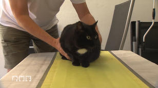 Die Katze kann nicht mehr richtig atmen Die Katze kann nicht mehr richtig atmen