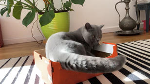 Kate testet ein Katzenspielhaus aus Karton Kate testet ein Katzenspielhaus aus Karton