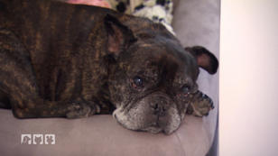 Bulldogge in Not Bulldogge in Not
