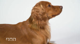 Die Geschichte der Cocker Die Geschichte der Cocker
