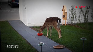 Reh Emma landet immer wieder in ihrem Garten Reh Emma landet immer wieder in ihrem Garten