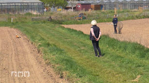 Eine heikle Gänse-Rettungsaktion Eine heikle Gänse-Rettungsaktion