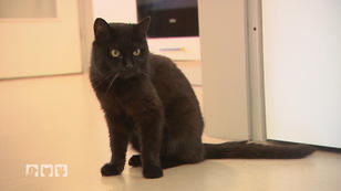 Ausgangssperre für Katzen - Ist das angemessen? Ausgangssperre für Katzen - Ist das angemessen?