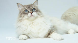 Diese Katze ist für Allergiker geeignet Diese Katze ist für Allergiker geeignet