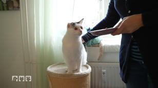 Kater Maxi ist ein schwieriger Fall Kater Maxi ist ein schwieriger Fall