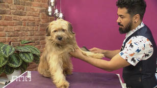 Hunde bekommen einen neuen Look Hunde bekommen einen neuen Look