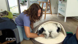 Wie den Schlafplatz des Hundes finden? Wie den Schlafplatz des Hundes finden?